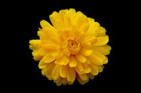 yellow flower free stock photos