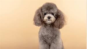 teacup poodle the complete guide to