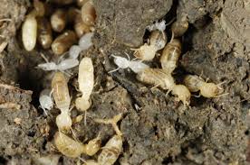 termite treatments for inside and