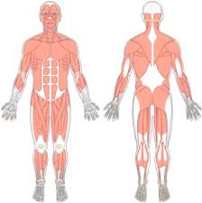 Skeletal muscle very much relies on the skeleton itself to perform the bodies' most basic movements. Blank Diagram Of Human Muscles Pietrodavico It Load Frequency Load Frequency Pietrodavico It