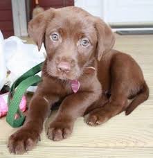 labrador retriever dog breed