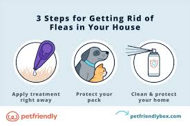 how to get rid of a flea infestation in