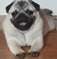 Become a fan remove fan. Pugs R Us By Tabitha Breeder Of Pugs Pugs Puppies For Sale
