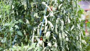 tomato leaf curl garden pests