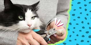 here s how to trim your cat s nails