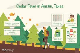 Cedar Fever What To Know For Your Trip To Austin