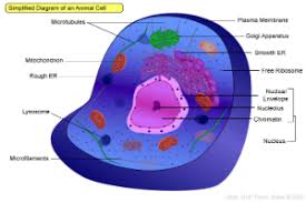 It is a sac surrounded by a single membrane called a tonoplast. Subcellular Architecture Of The Eukaryotic Cell Biol110f2012 Confluence