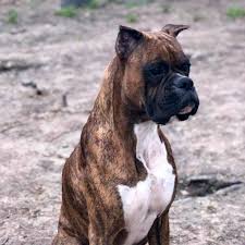 Boxer puppies for sale in texas select a breed. Zen S Boxers Home Facebook