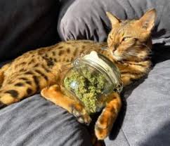 pets and weed why cats love cans