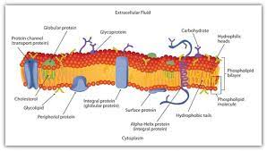 biological membranes biology a level