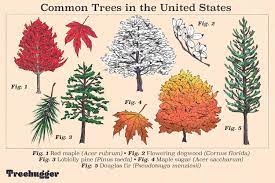 ten most common trees in the united states