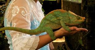 the chameleon the size of a house cat