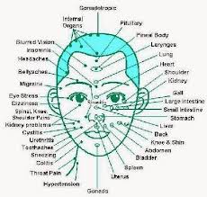 Image Result For Pictorial Chart Of The Glands Of The Face