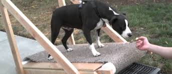 training your pit bull for treadmill