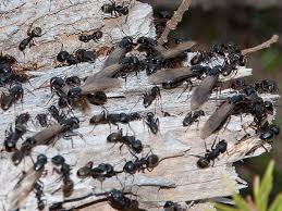why you may be seeing flying ants