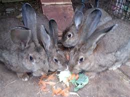 rehome these giant bunnies hinckley