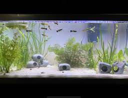 40 gallons fish tanks and aquariums