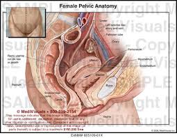 Above the pelvic brim and has no obstetric importance. Female Pelvic Anatomy Medical Illustration Medivisuals