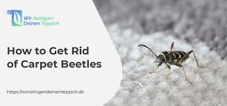 how to get rid of carpet beetles wir