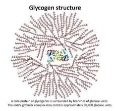 glycogen physiopedia