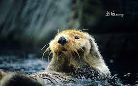 sea otter otters cute hd wallpaper