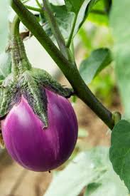 Premium Photo Organic Purple Eggplant