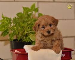 **due to covid 19, please only schedule an appointment with we specialize in 1st generation puppies. Waldo Morkie Poo Puppy For Sale In Baltic Oh Happy Valentines Day Happyvalentinesday2016i