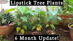 lipstick tree plants 6 month update