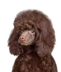 brown poodle stock photos royalty free