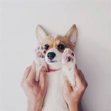 The approximate wait time for a puppy is five to six months after you submit the $100 deposit for if you are interested in being considered for a puppy, please fill out and submit the questionnaire. Pembroke Welsh Corgis A Puppy Buying Guide