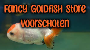 fancy goldfish in the netherlands
