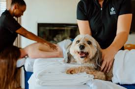 dog friendly hotels palm springs la