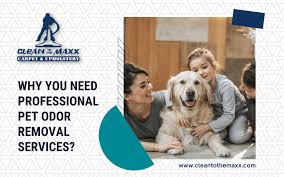 professional pet odor removal services