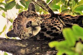 Due to the large size and dominant nature of the jaguar, there are no other wild animals that are known to actually consider it as prey. Is Chinese Investment Driving A Sharp Increase In Jaguar Poaching