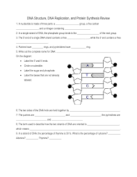 View dna_structure_and_replication_worksheet.pdf from bio 1 at clements h s. Dna Structure And Replication Worksheet Dna Replication Transcription And Translation Dna Synthesis