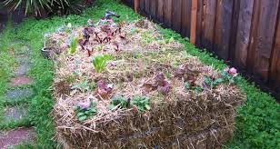 Hay bales are usually grown and sold as horse or livestock feed and contain seeds that. Gardening Made Easy With Straw Bales Farmers Almanac