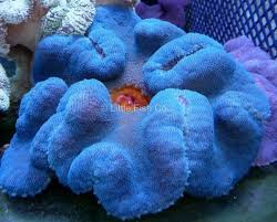 royal blue carpet anemone pic