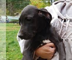 Avoid giving your great dane pup regular puppy food and do not supplement with anything. View Ad Great Dane Puppy For Sale Near Michigan Cadillac Usa Adn 221123