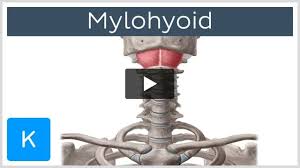 mylohyoid origin insertion