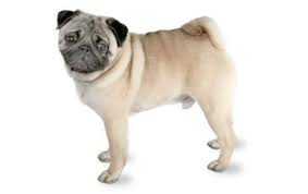 Pug Dog Breed Information Pictures Characteristics Facts
