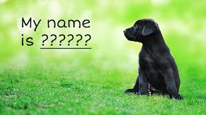 5 cool dog names for your new puppy