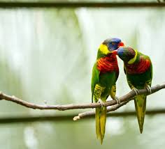 kissing birds images