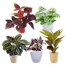 house plants to kerala