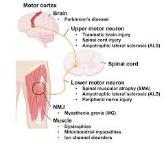 spinal motor neurons