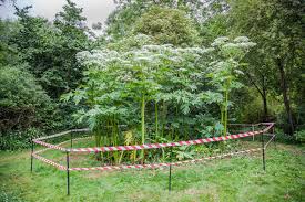 How To Identify Giant Hogweed The Plant That Can Cause Severe Burns