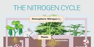 The Nitrogen Cycle By Nitrogencycle Infogram