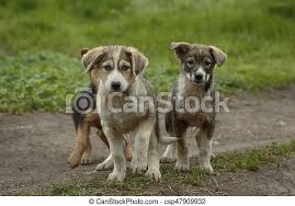 Cute new puppy pictures posted every day. Sad Puppies At Nature Little Cute Puppies With Sad Faces Sit On A Ground And One Lifts Paw Canstock