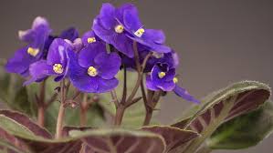 If your house is very dry, mist your violets lightly with room temperature water on a daily basis, but never late in the day or at night. How To Grow Colourful Compact African Violets Yates