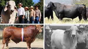 Brahman cow ki pehchan aur khobian, brahman bull. Australia S Top 10 Most Expensive Bulls Sold At Auction The Land Nsw