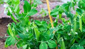 pea plant tips to plant grow and care